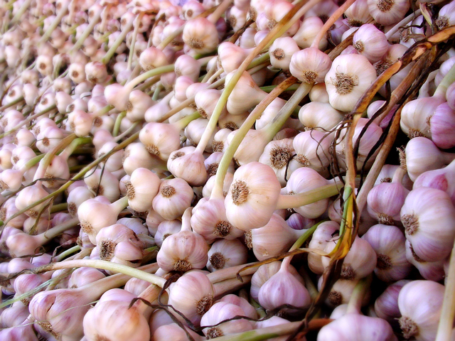 Picture of fresh garlic